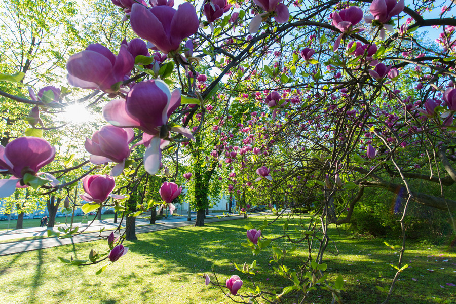 Frühling im Stadtpark Graz © GT Harry Schiffer